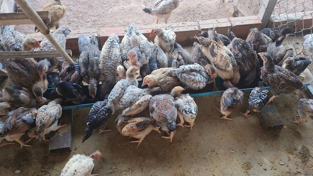 កូនមាន់ស្រែអាយុ1ខែកន្លះ