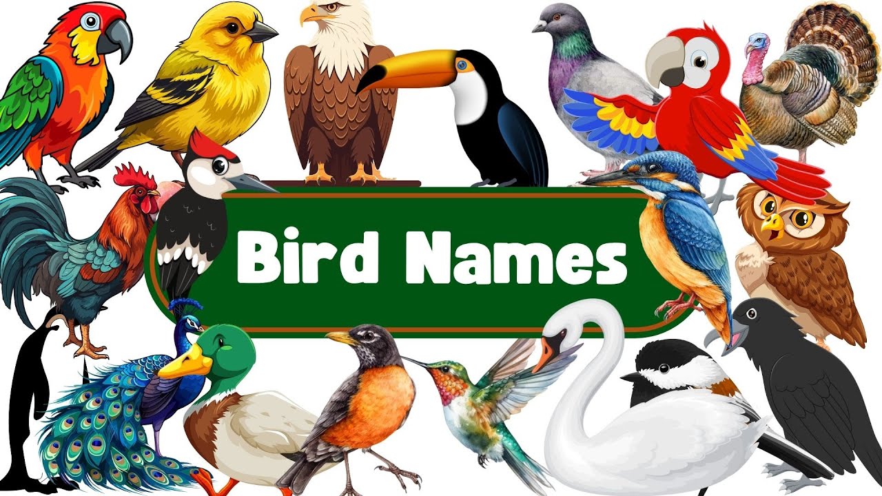 Bird Names! Birds English Name