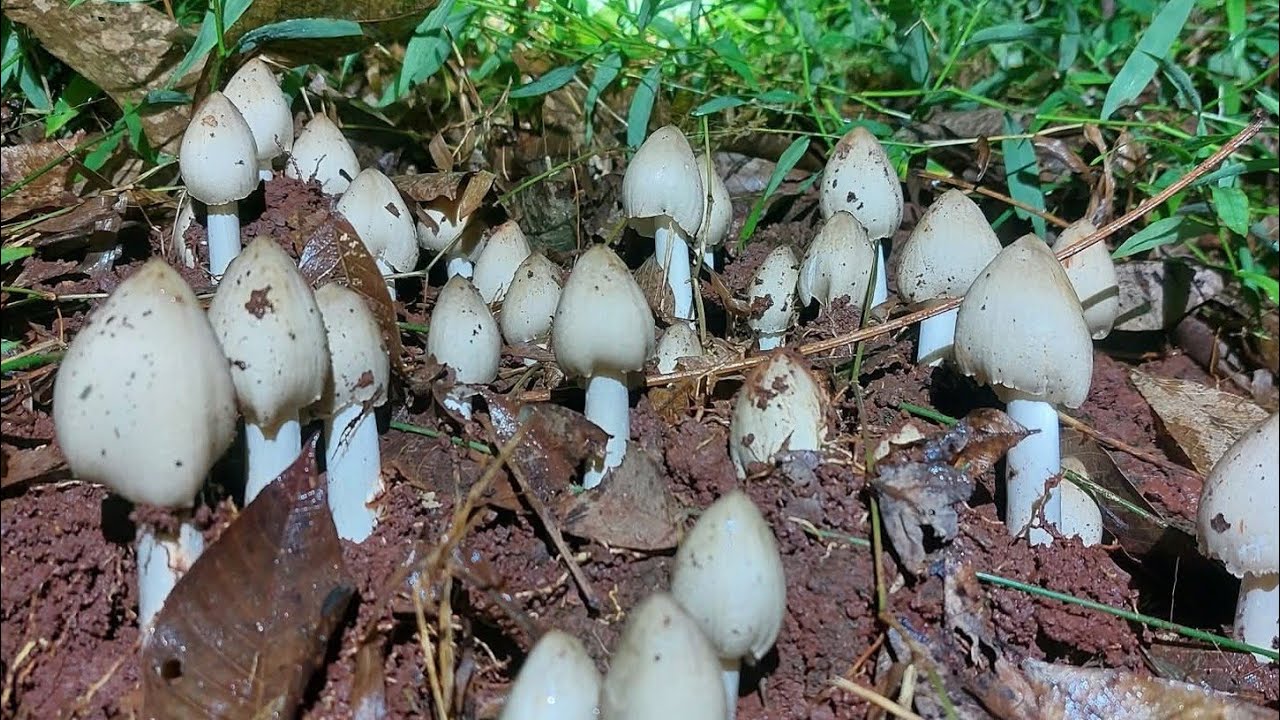 Quá Chừng Nấm Mối Rồi Gặp Trúng Khu Nấm Mối Rừng Mọc Quá Nhiều