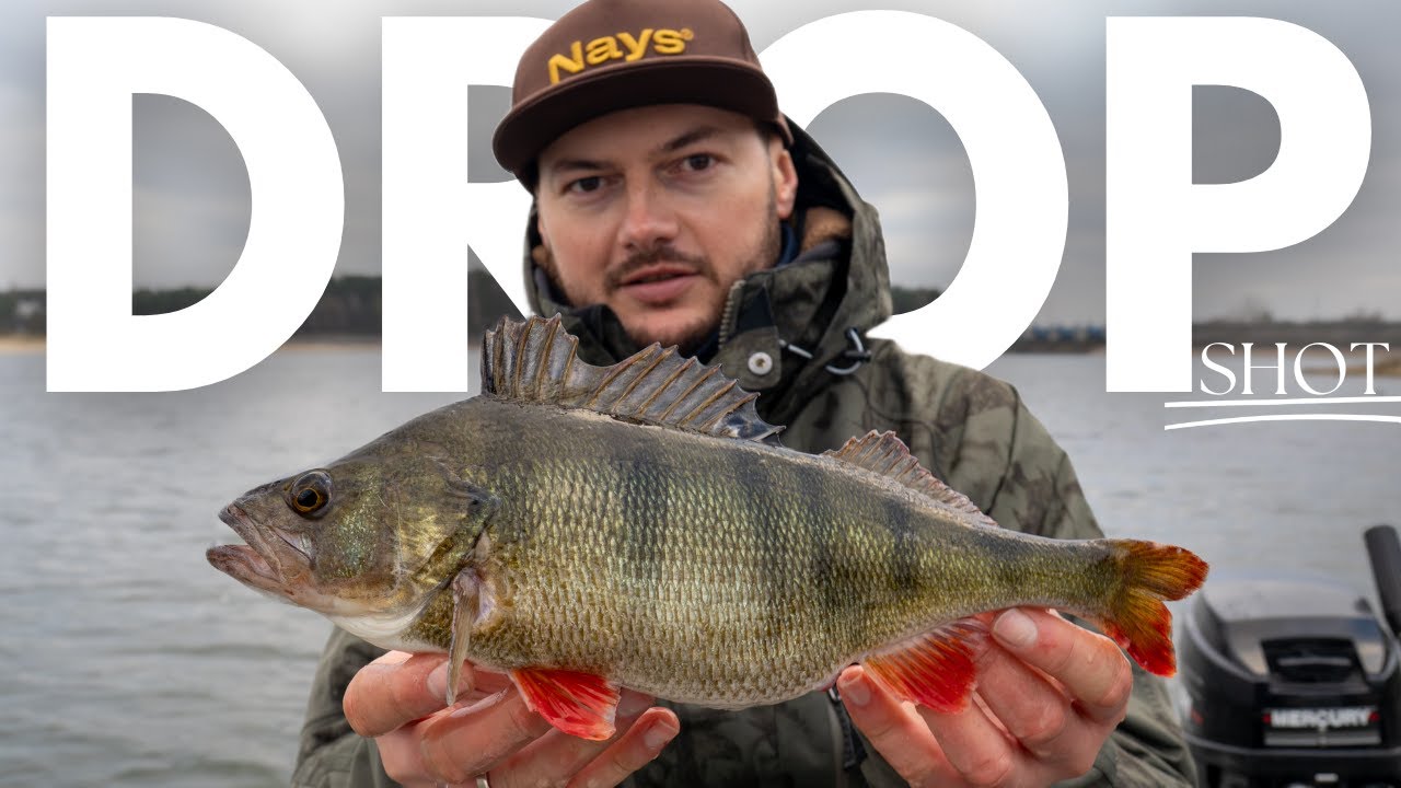 Dobraliśmy się do okoni! DROP SHOT na leniwe okonie!