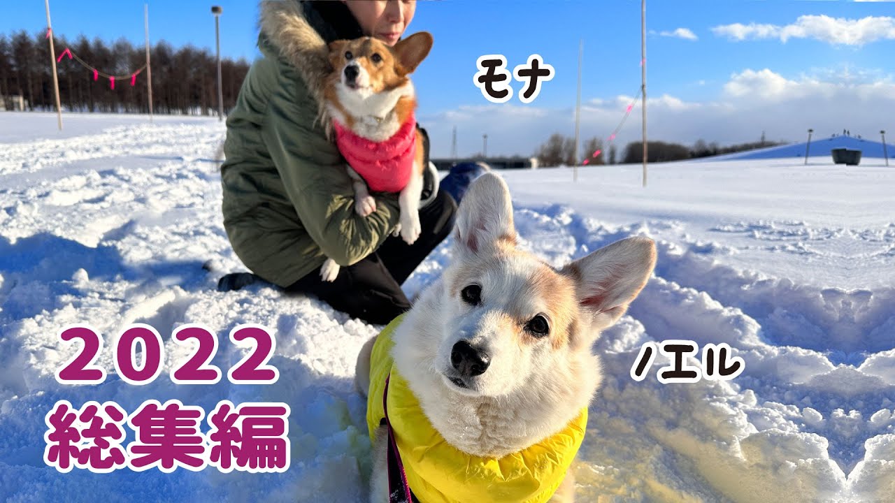 1年間ありがとうございました【2022総集編】