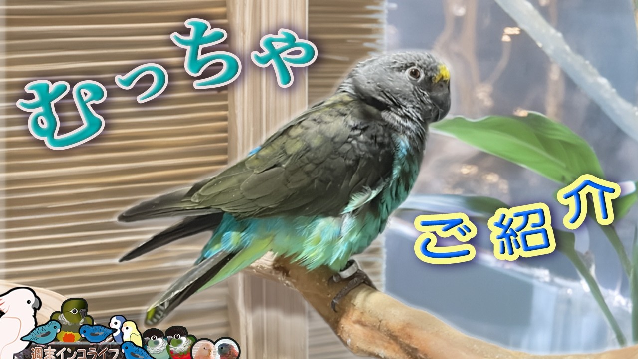 【ご紹介】うちのむっちゃです！『週末インコライフ』