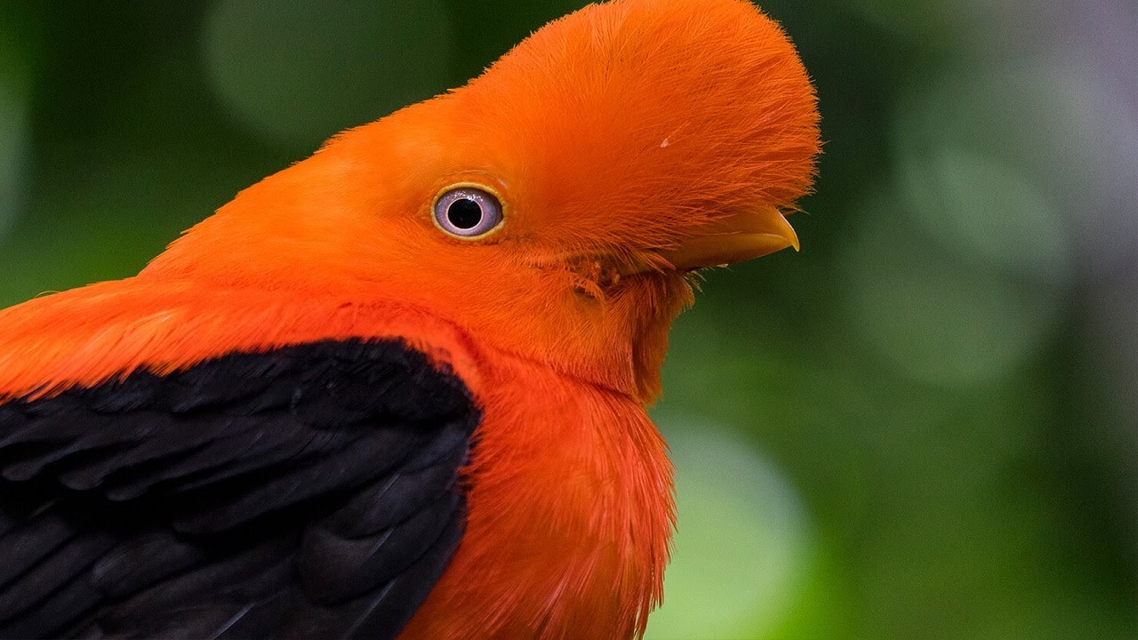 Gallito De Las Rocas Peruano Tunqui (Rupicola Peruvianus)