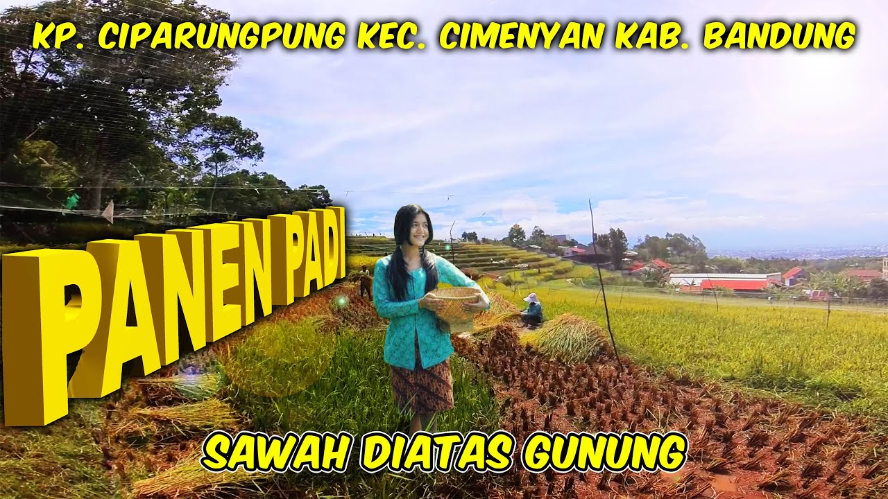 Panen Sawah di Atas Gunung  ‼️  Kp  Ciparungpung Kec  Cimenyan Kab. Bandung @zarambahtripchanel