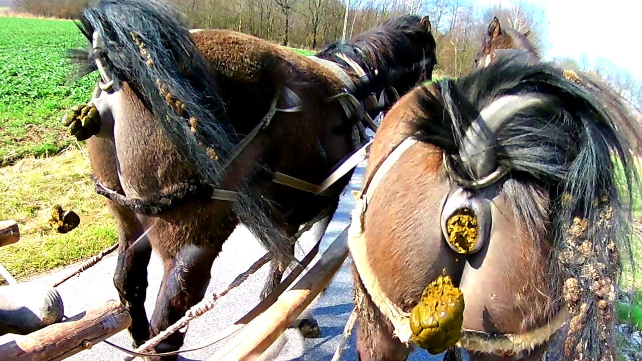 KUPA PARA KONI