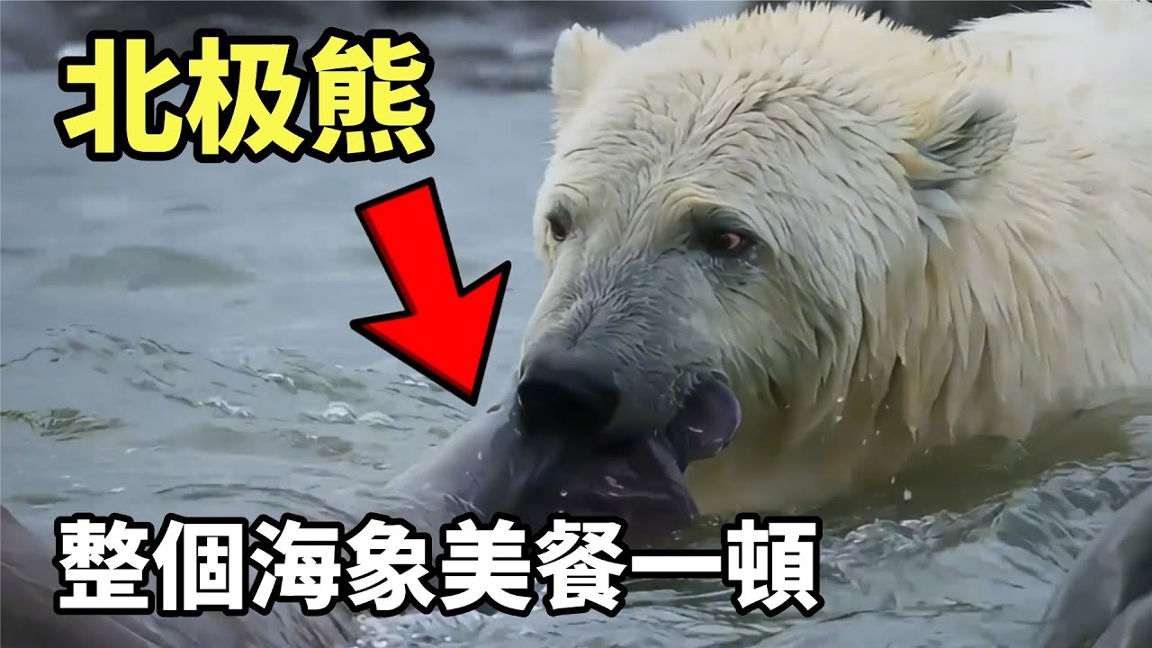 北極熊：整個海象，簡簡單單吃一頓#top  #世界之最 #动物 #動物 #災難 #灾难 #腦洞大開 #美國 #灰熊