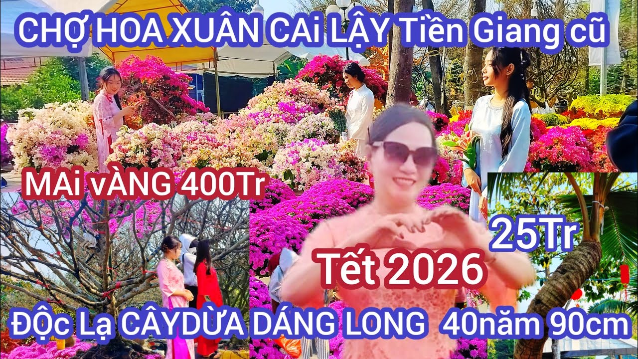 Chợ hoa Cai Lậy (Tiền Giang cũ) độc nhất vô cùng Cây Dừa dáng long 40năm 90cm..Mai vàng 400Tr