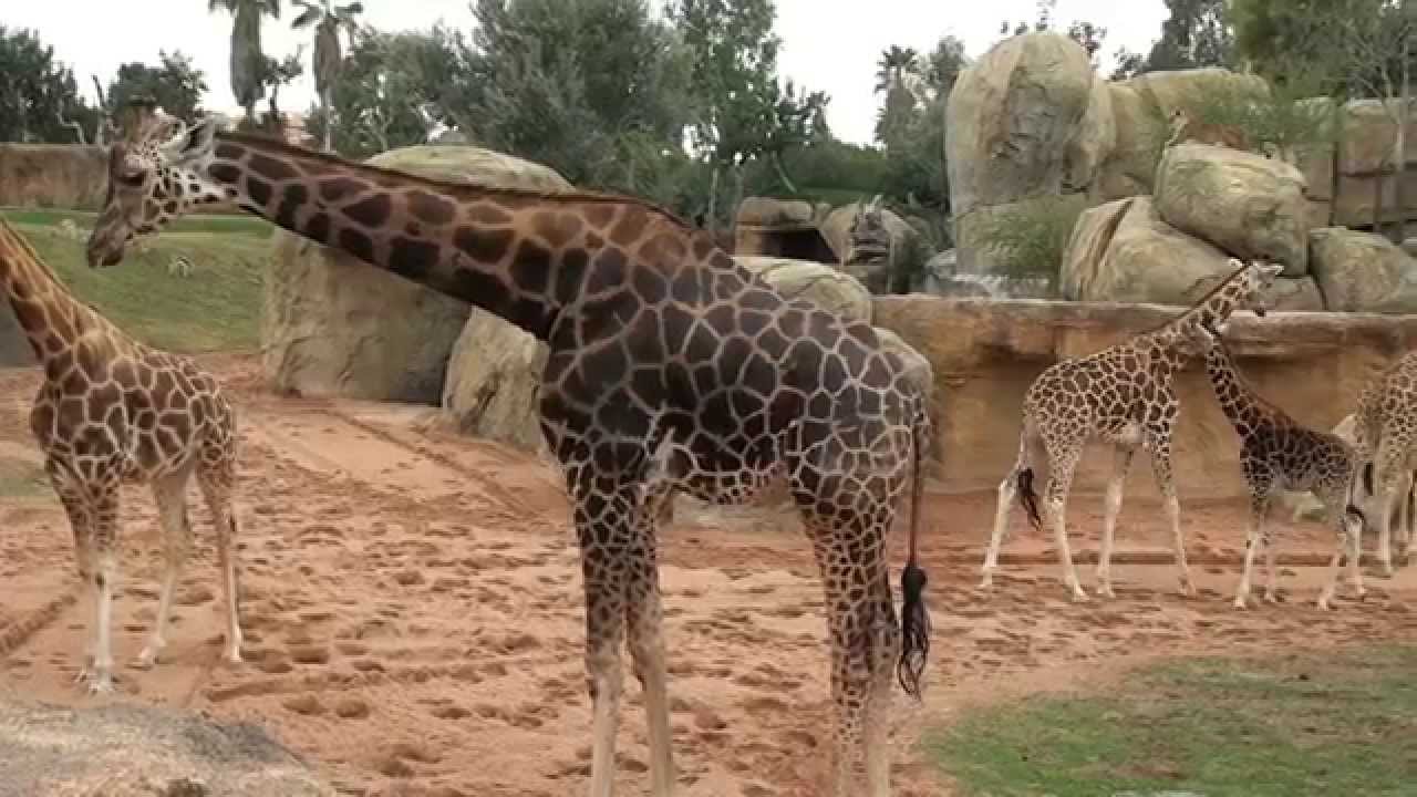 Zoológico 