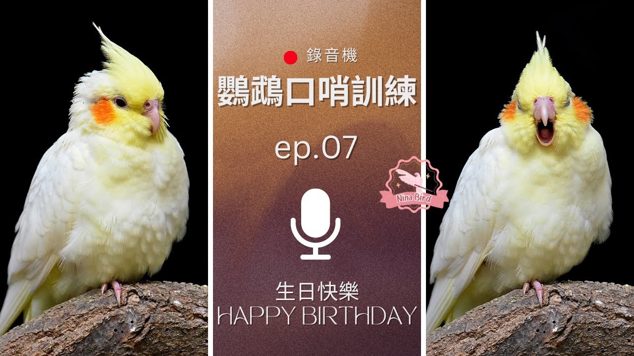 生日快樂 Happy Birthday - 鸚鵡錄音機 鸚鵡口哨訓練 小雞網課 Parrot Recorder Parrot Whistle Training - ep07 (玄鳳鸚鵡唱歌練習推薦)