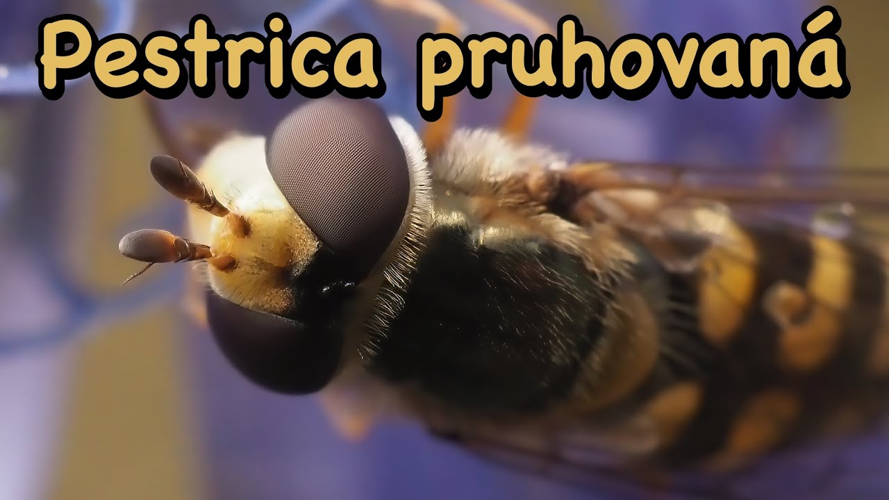 Pestrica pruhovaná (Episyrphus balteatus)