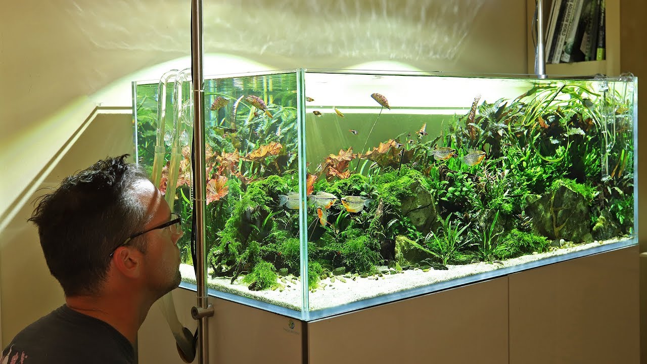 Aquascaper 1200 - 6 month update and contests!