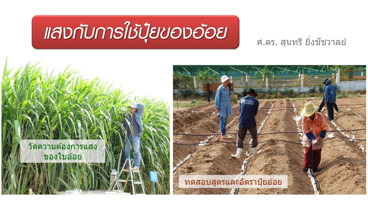 อ้อย - ตอนที่ 3 - แสงกับการใช้ปุ๋ยของอ้อย