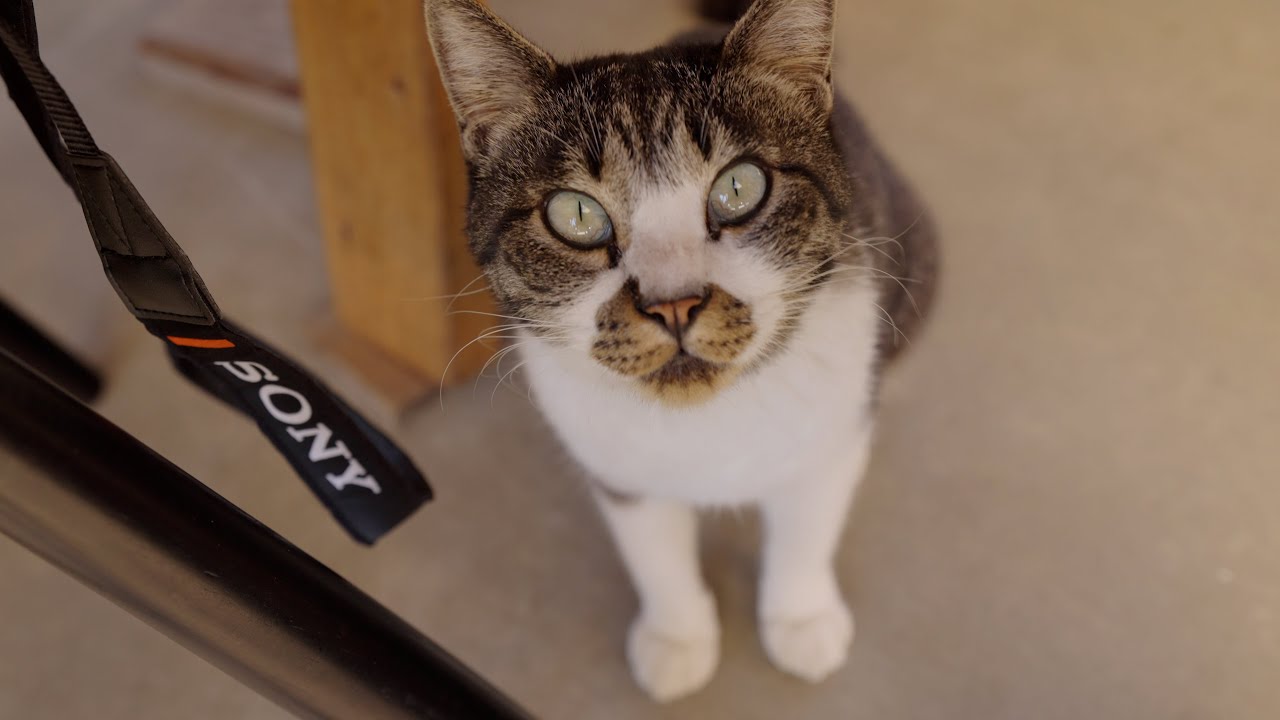 猫がいない猫島!?北九州の藍島へひとり旅