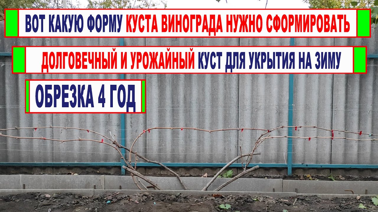 🍇 Мастер-класс по ОБРЕЗКЕ ВИНОГРАДА! Идеальный куст винограда для УКРЫВНОЙ ЗОНЫ виноградарства.