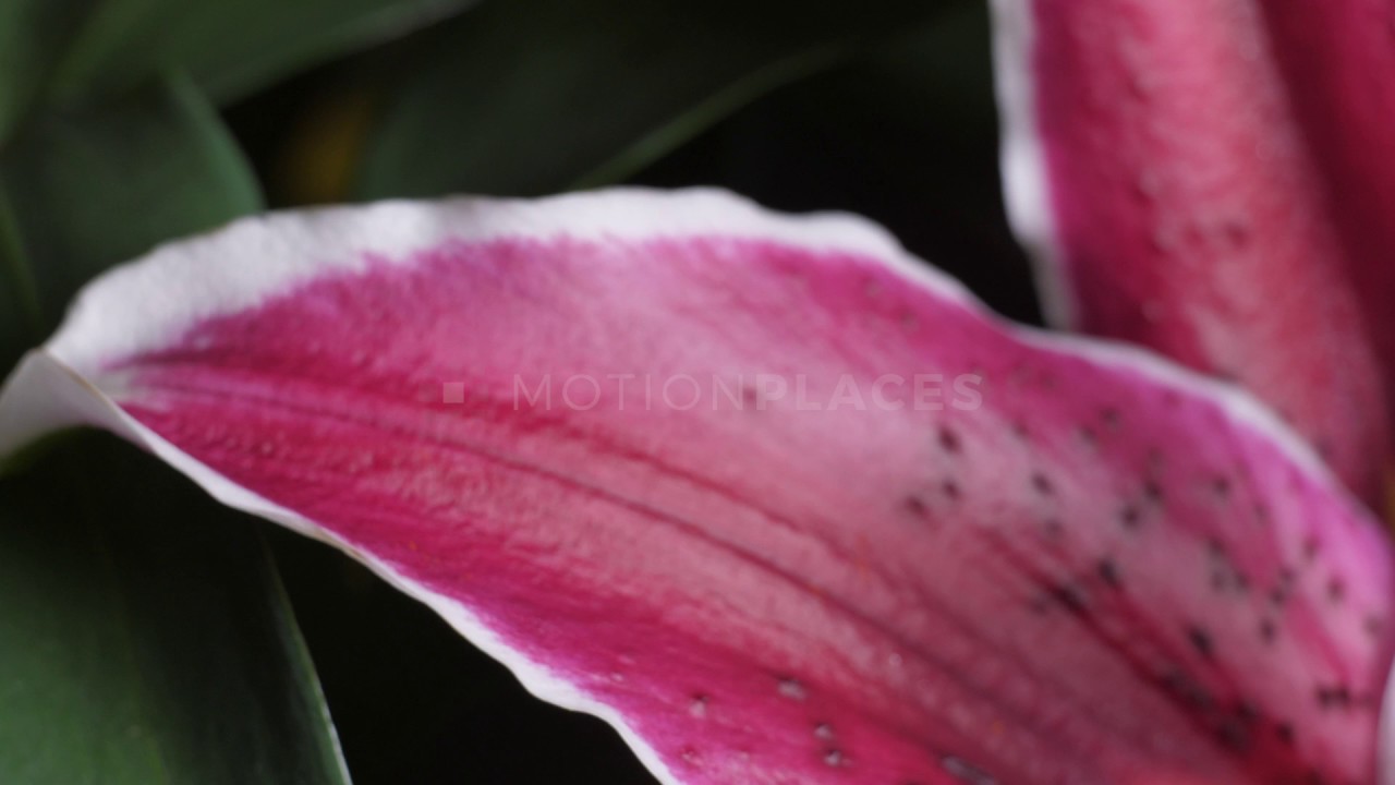 Stargazer Lily Macro Free Stock Video Footage