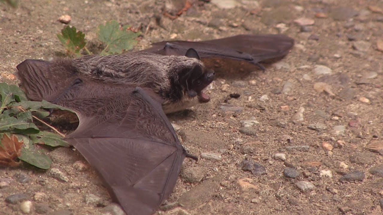 Angry bat!