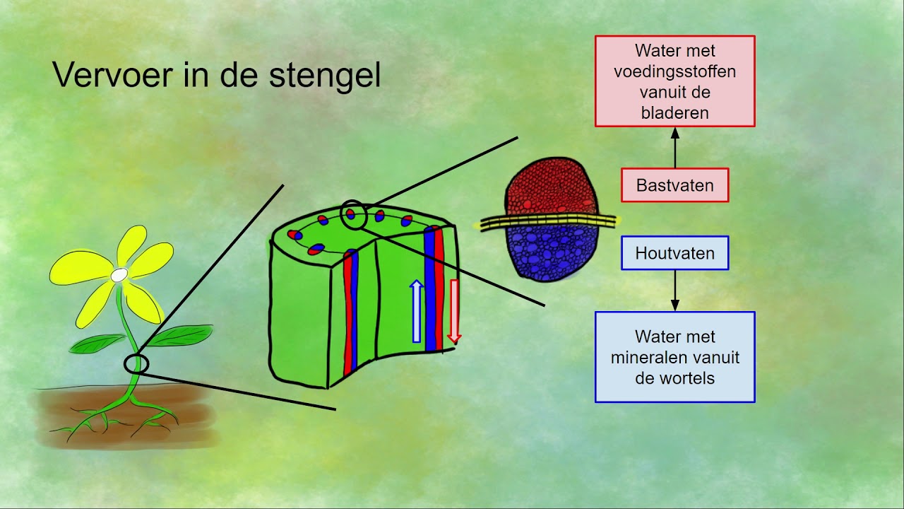 Vervoer van stoffen door de plant (houtvaten en bastvaten)