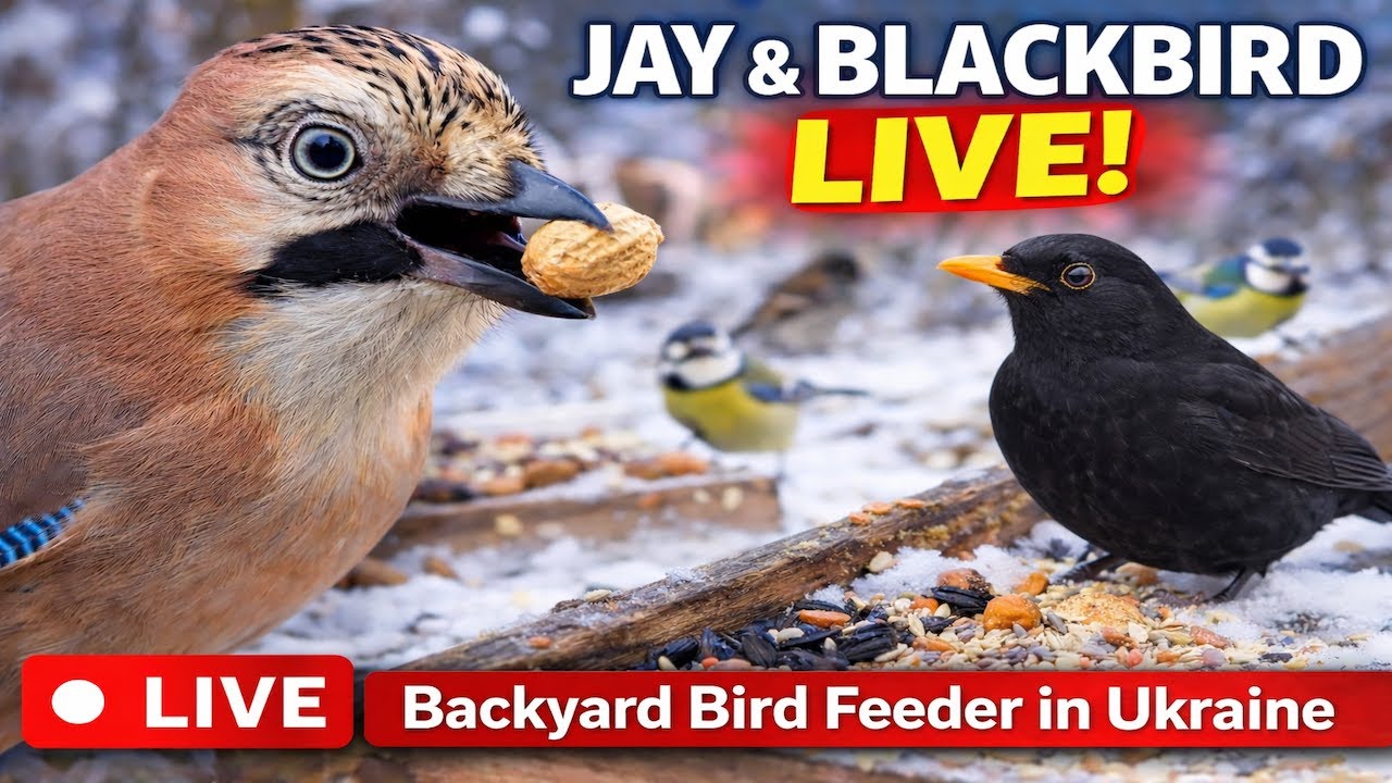 Jays & Thrushes LIVE at the Backyard Feeder 🐦 | Winter Bird Cam Ukraine | Сойки та дрозди наживо