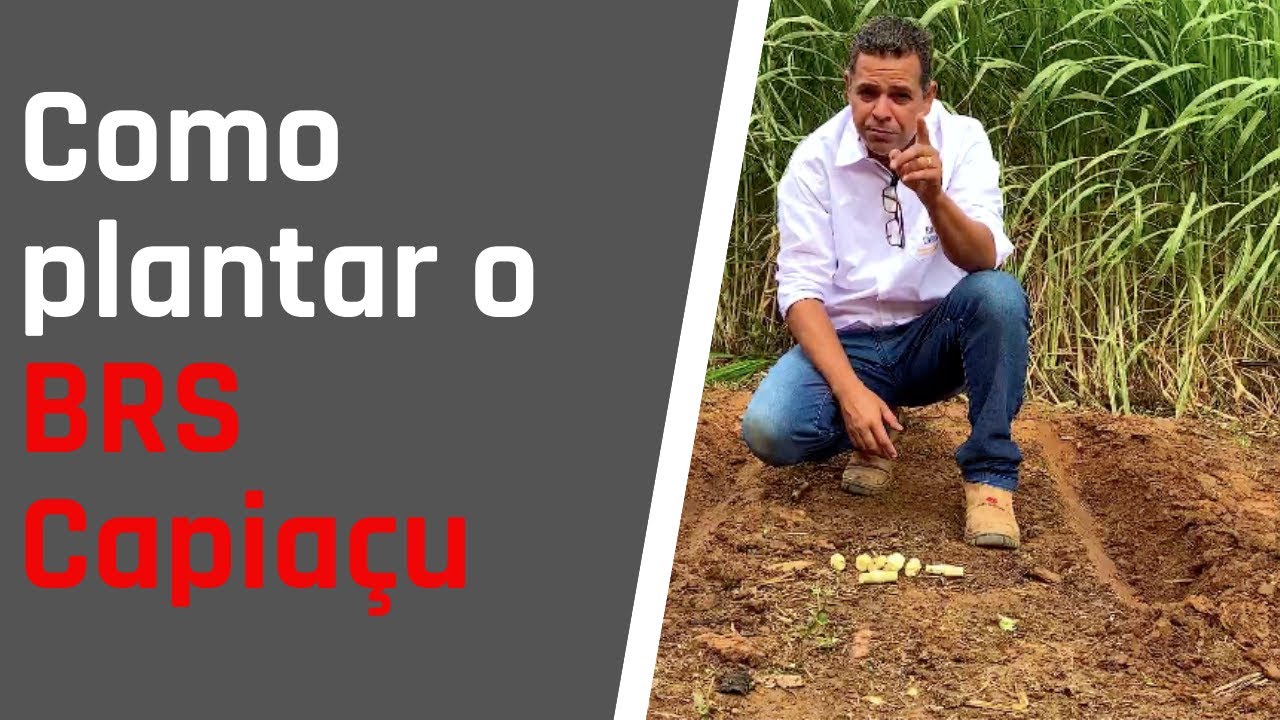 Aprenda a plantar o BRS Capia&ccedil;u