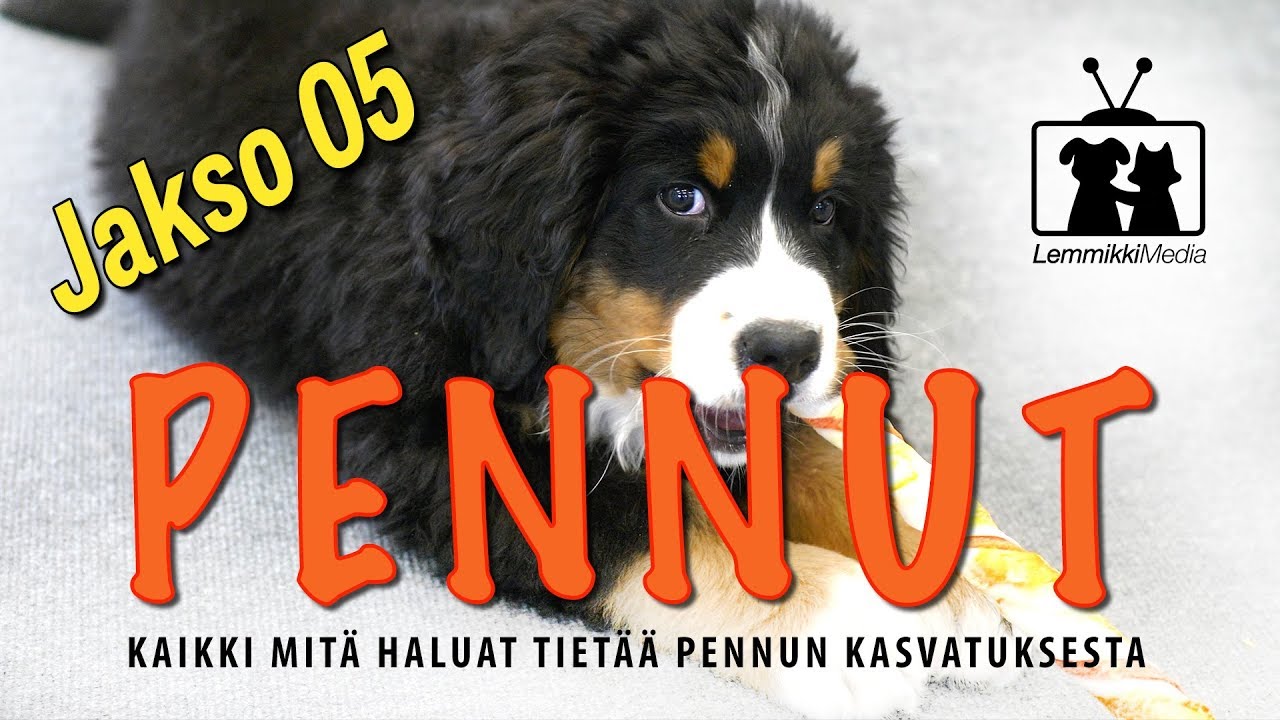 Koirat: Pennut - Pureminen kuriin - jakso 05
