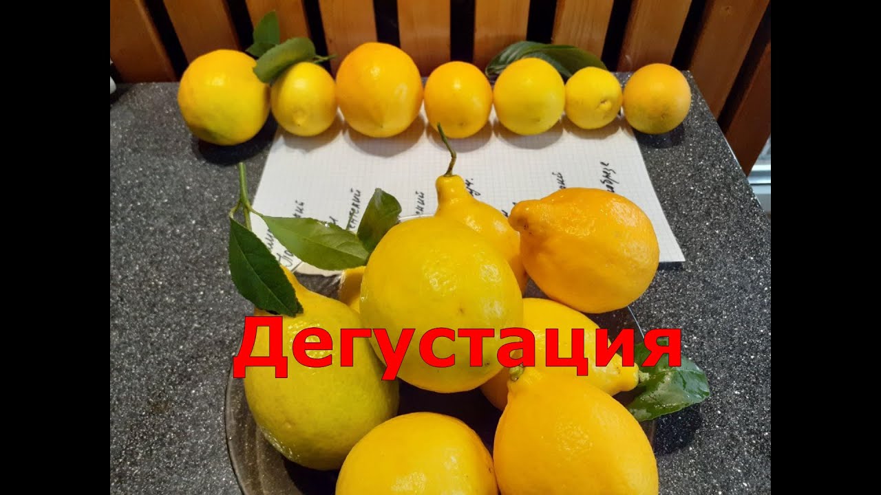 Дегустация лимонов, Павловский, Ташкентский, Кантонский, Мейра, Новогрузинский, Ап Овале калабрезе.