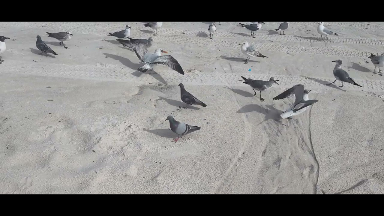 Feeding the birds