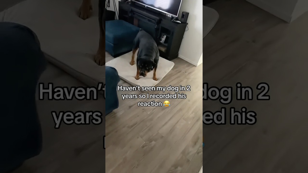 Давно не виделись, Бруно 🐶