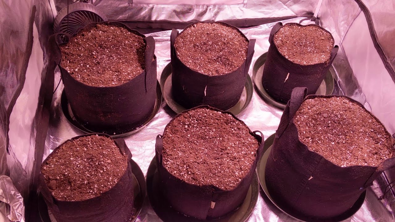 4x4 Super Skunk Different Pot Size Auto Flower Grow Episode 1
