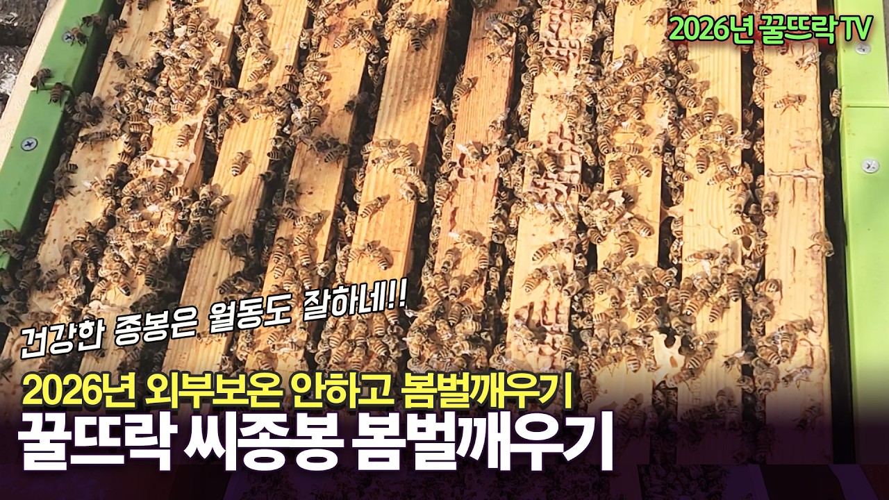 2026년 #종봉 #봄벌깨우기 | 외부보온 안하고 #봄벌깨우기, 2월 #양봉 관리|Honeygarden_꿀뜨락 | #양봉 일기|#귀농|a korean beekeeper's Vlog