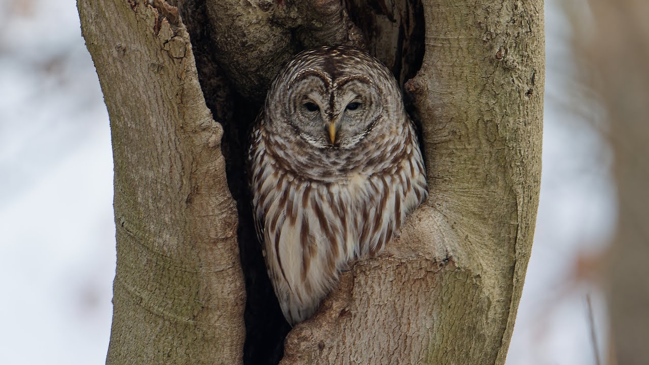 Barred Owl   12 |18 | 2025