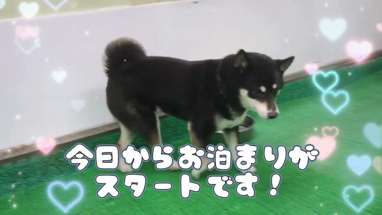 20260313　ダックペットサービス　夕方のわんこ達
