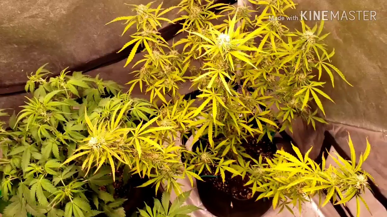 Day 71 and 35 of the seedsman autoflower grow series under the optic phantom 1xl dimmables