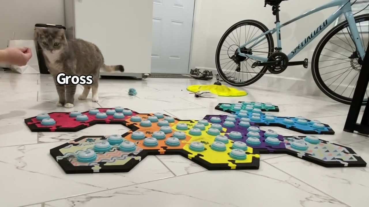 How To Build Trust and Improve Cooperative Care With Your Cat | BilliSpeaks