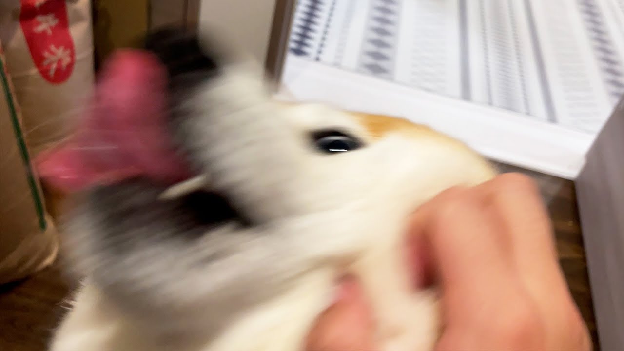When the intercom rings, the excited Shibe quiets down and goes to attend to the visitor.