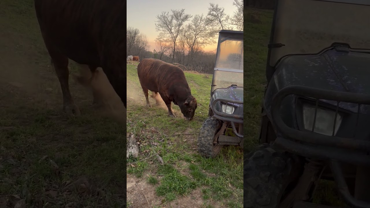Полное видео с концерта Redford and Sunset в прямом эфире #rufusthebull