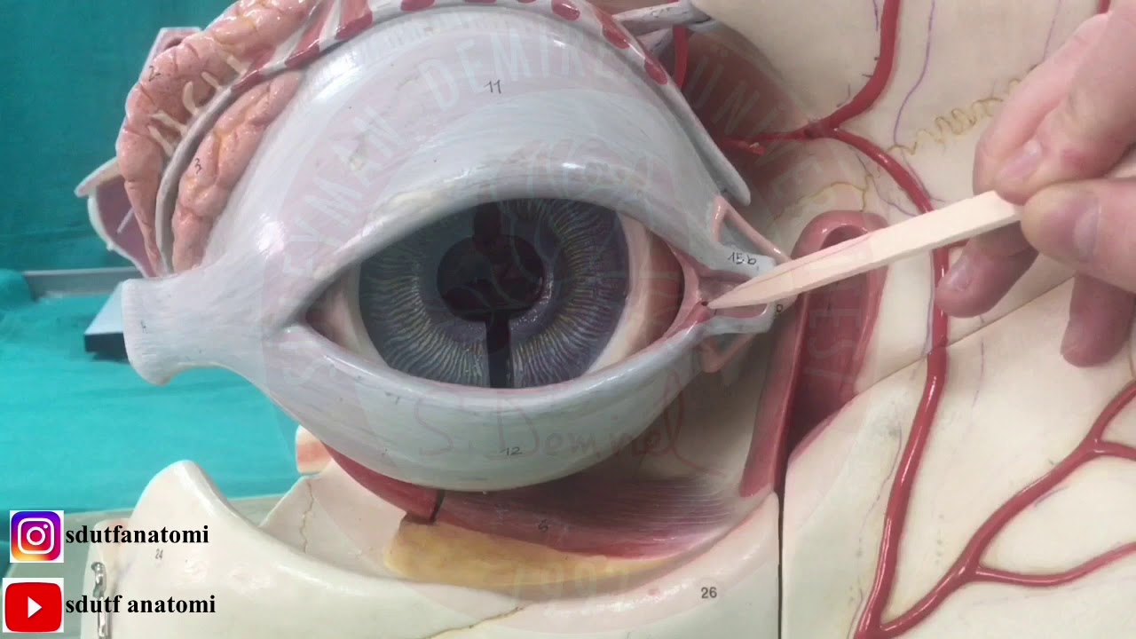 Göz Anatomisi (Orbita ve Göz Maketi)