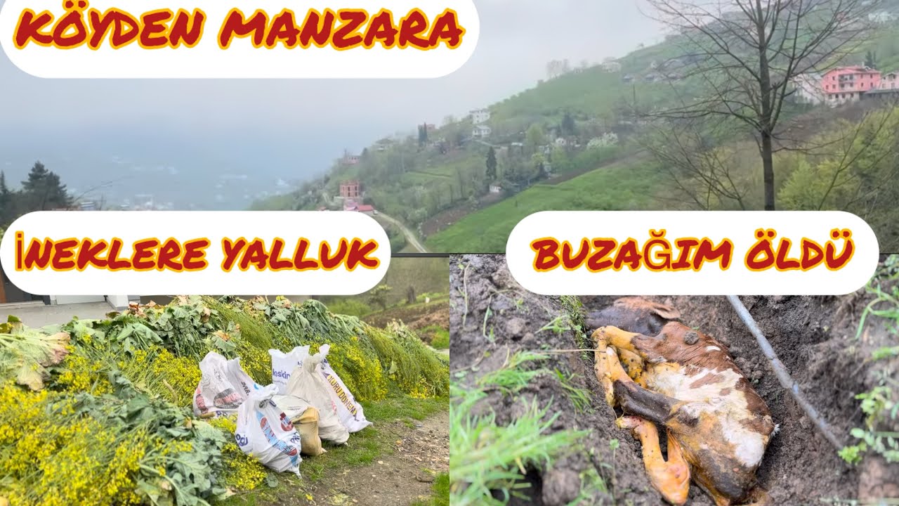 SAĞMAL HAYVAN YEMLEME.SAĞMAL İNEKLERİM#jersey#doğa#köy#yayla#hayvancılık#köyhayatı#türkü#inek#angus 