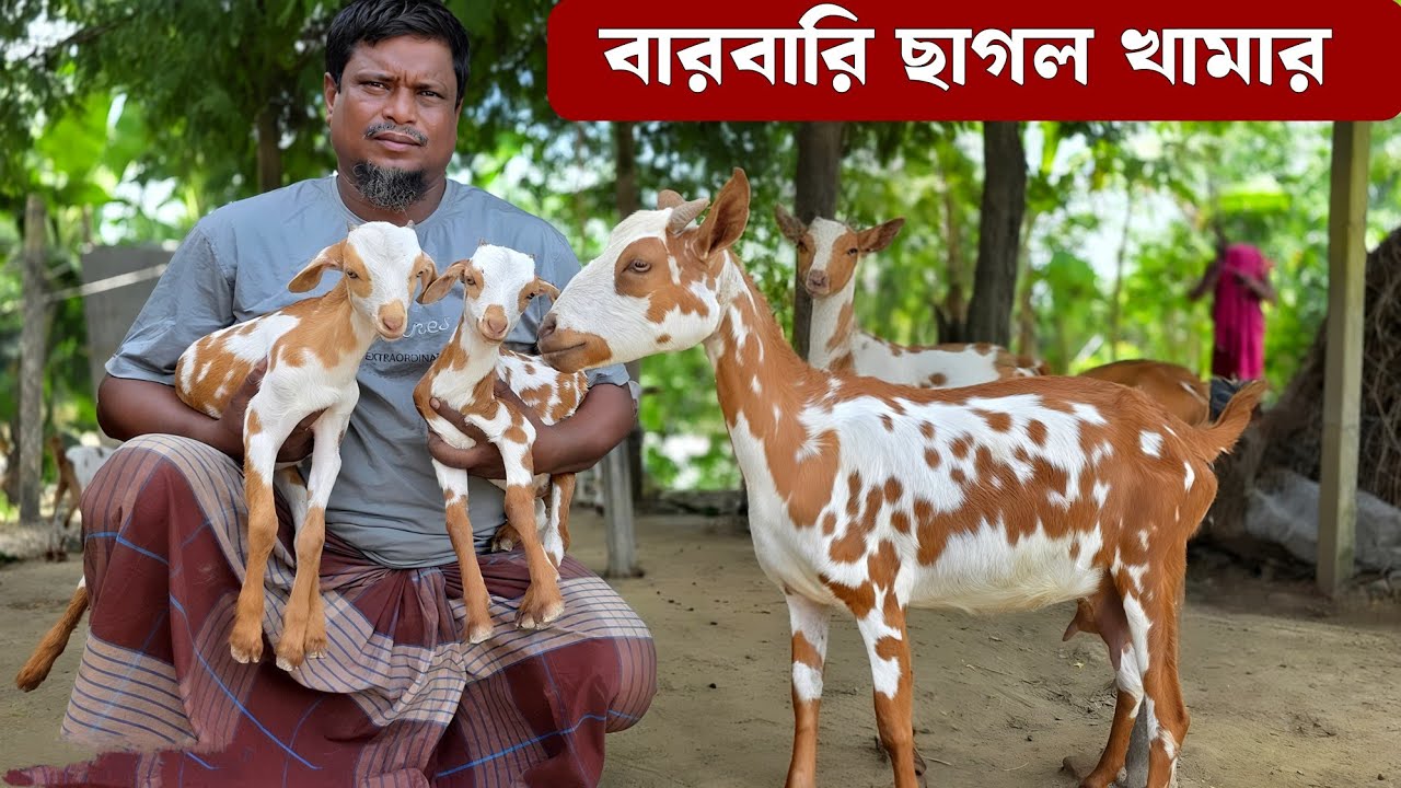 বারবারি  ছাগলের খামার থেকে বাচ্চা ও বড় ছাগল কিনুন Barbari Goat Farm 