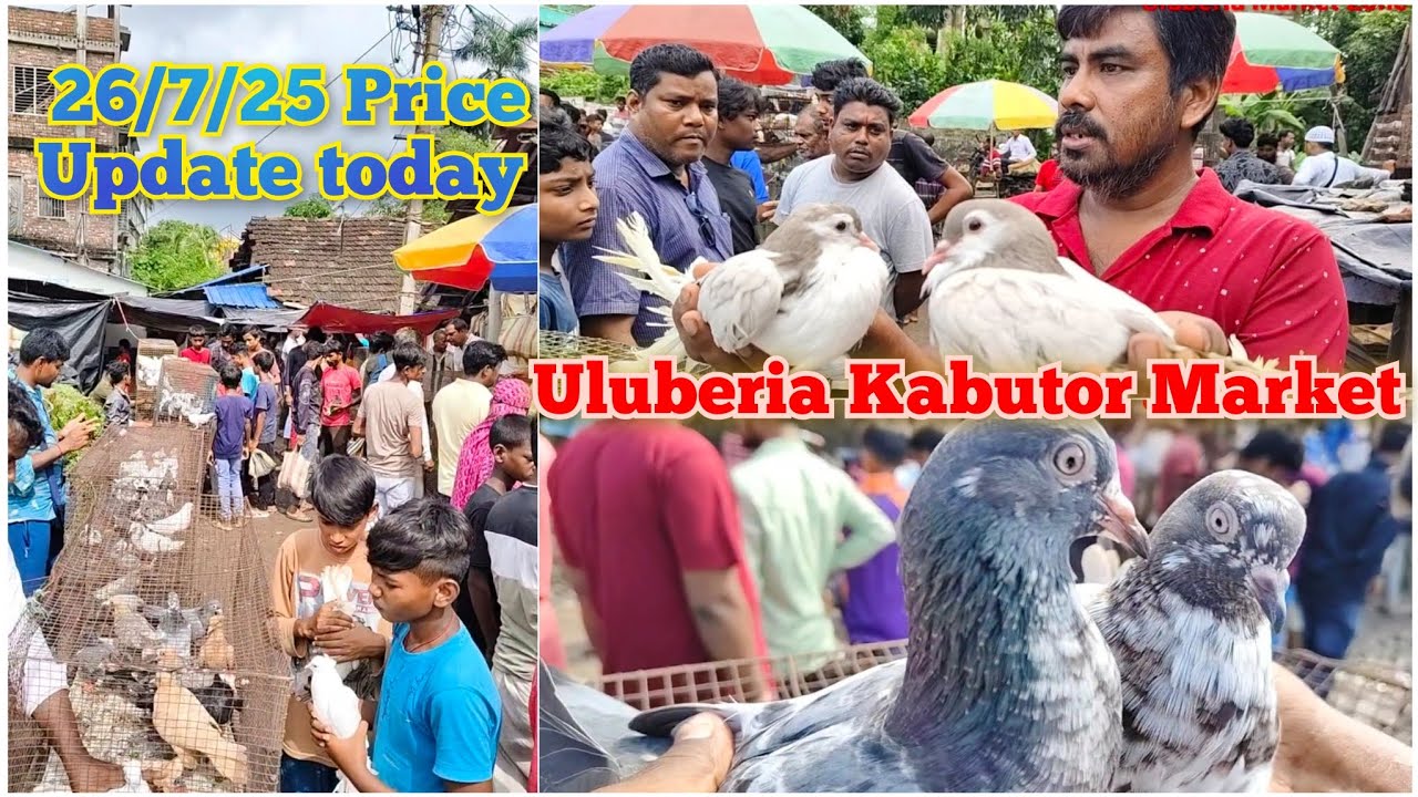 Uluberia Kabutor Market, uluberia pet market 26/7/25 price update today উলুবেড়িয়া পায়রা হাট