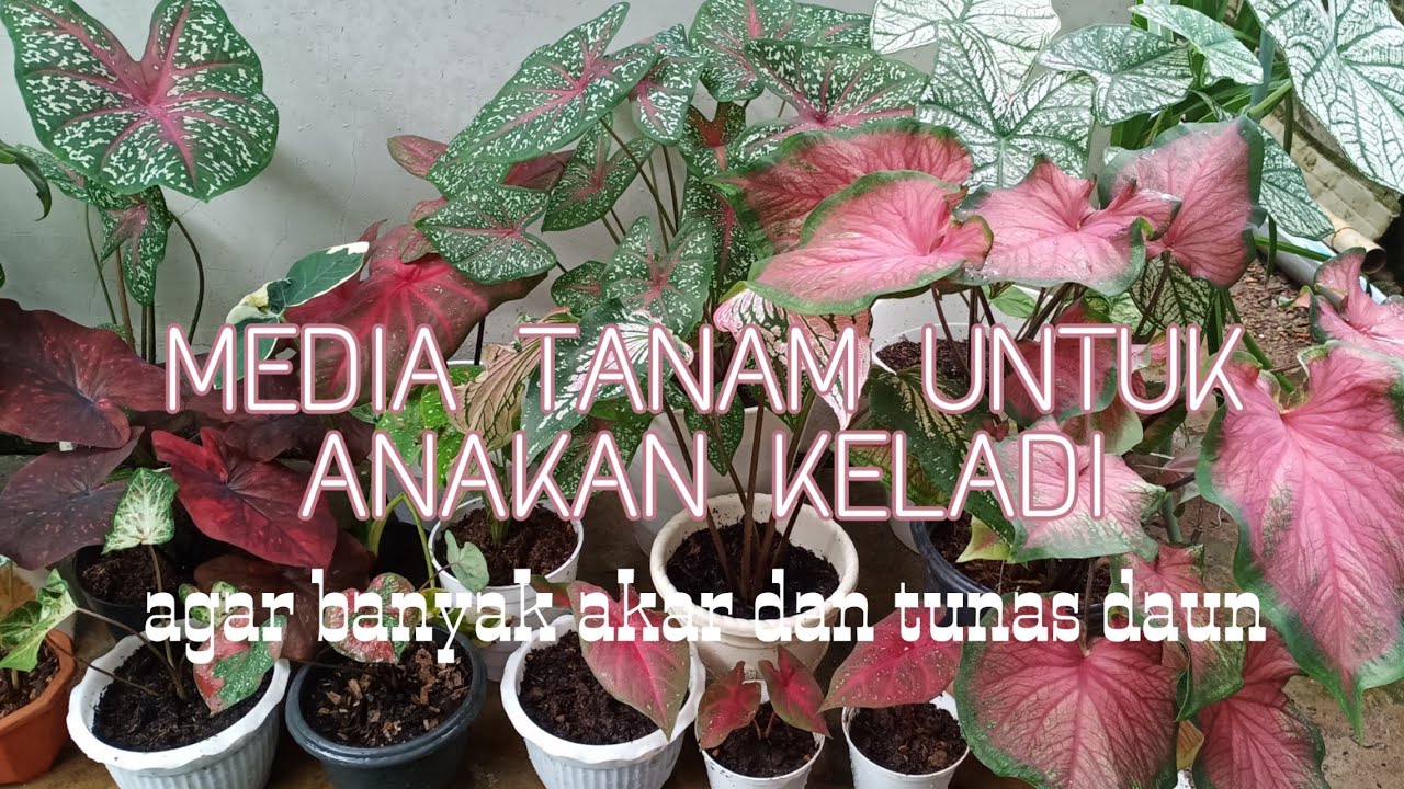 MEDIA TANAM UTK ANAKAN KELADI, AGAR BANYAK AKAR DAN TUNAS DAUN