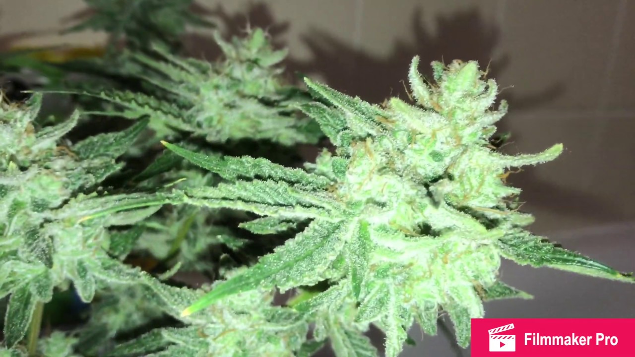 Stardawg week 9 of flower! Last of the series 😢