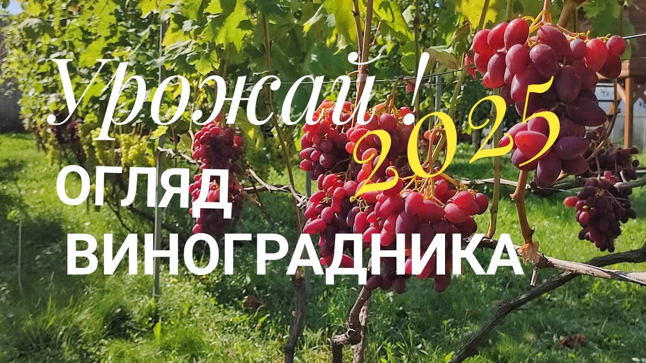 Урожай винограду 2025 Рівне!Огляд!