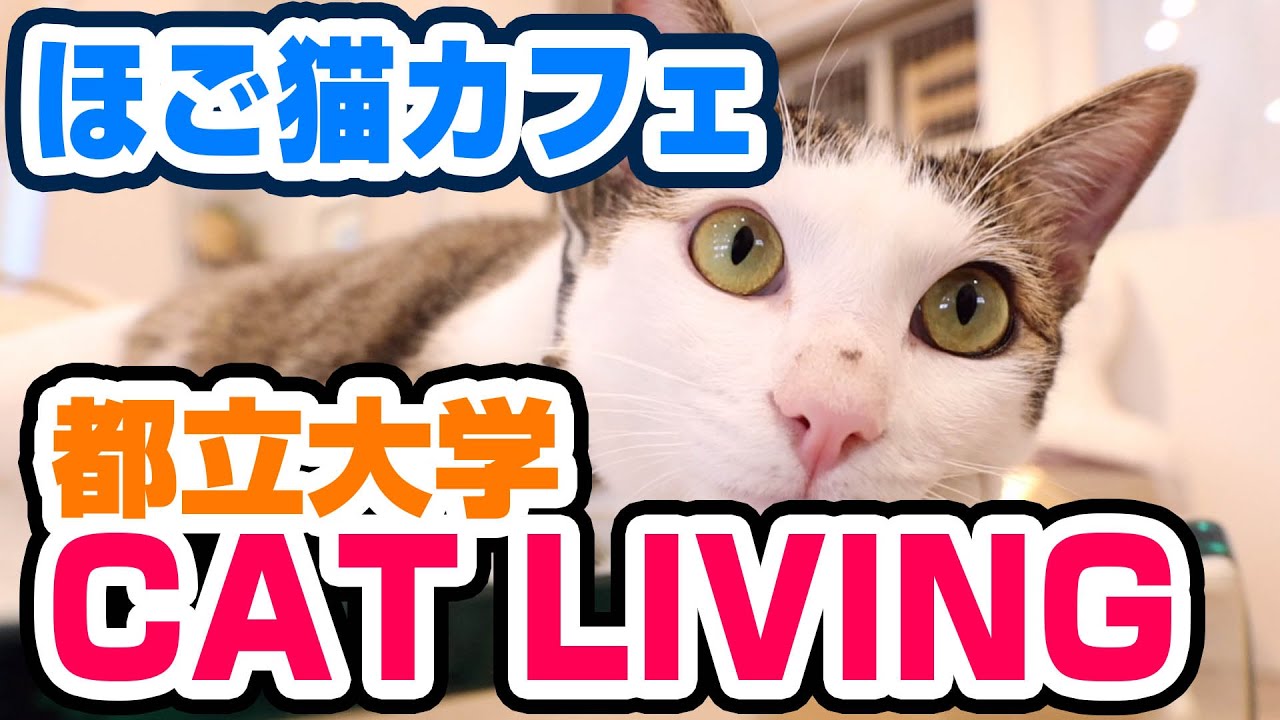 【癒し】猫カフェCAT LIVING（キャットリビング）でかわいい猫たちと遊ぶ