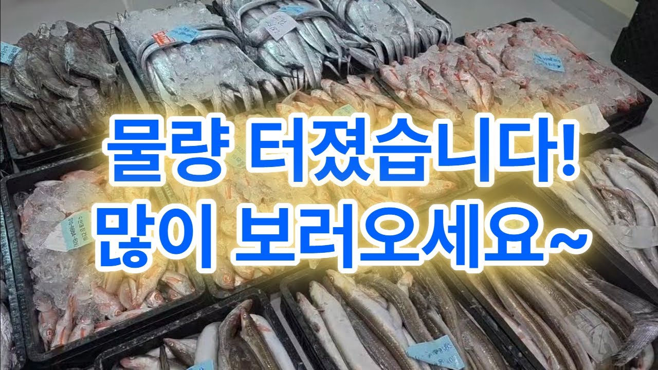 1월 7일 수요일 #갈치 #두띠갈치 #세띠갈치 #풀치 #금태 #눈볼대 #아나고 #붕장어 #달병어 #달고기 #참돔 #갑오징어 #병어 #중자랭이 #아귀 #삼치 #중하새우 #생선판매