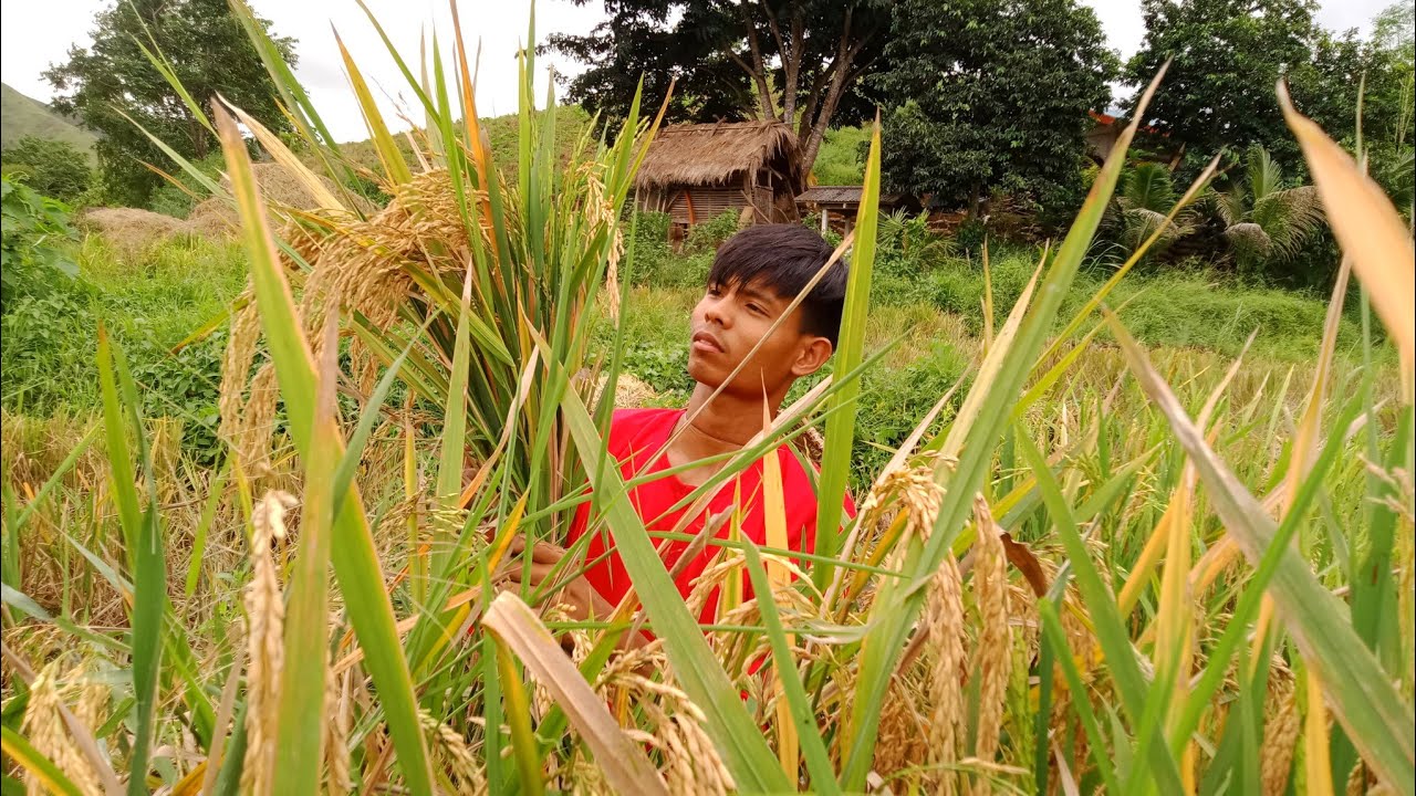 TRADITIONAL WAY OF HARVESTING AND COOKING RICE | Life in the Philippine Countryside | Episode 24
