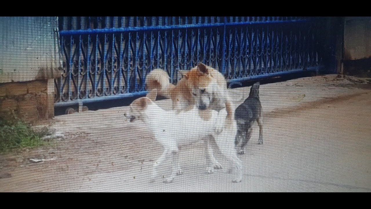 Dogs are aggressive ||  Homeland Dog