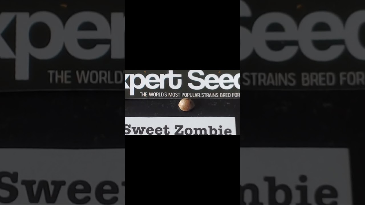 EXPERT SEEDS             SWEET ZOMBIE