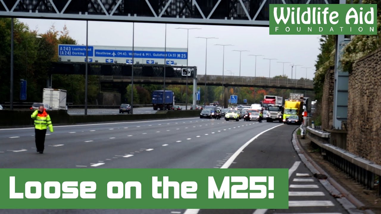Goose closes down a motorway!
