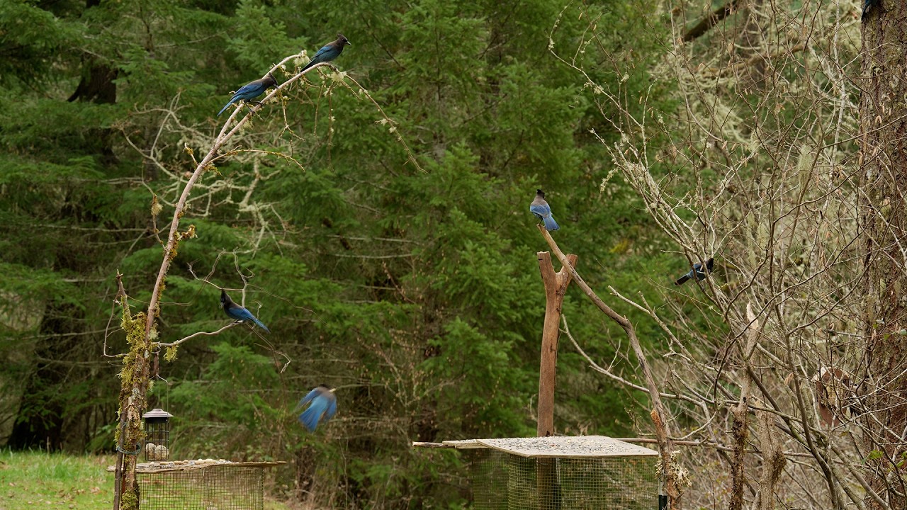 Wild bird photography and video | Sony A7 V