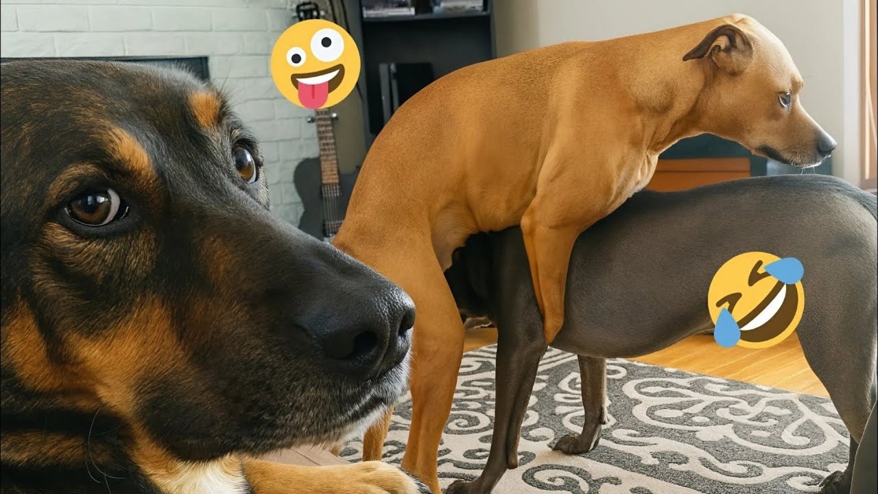 HILARIOUS DOGS Being Weird 🤪 NEW Funniest Dogs Video 2026